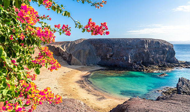 image of a small beach in lanzarote with a cliff in the background and pink flowers in the foreground